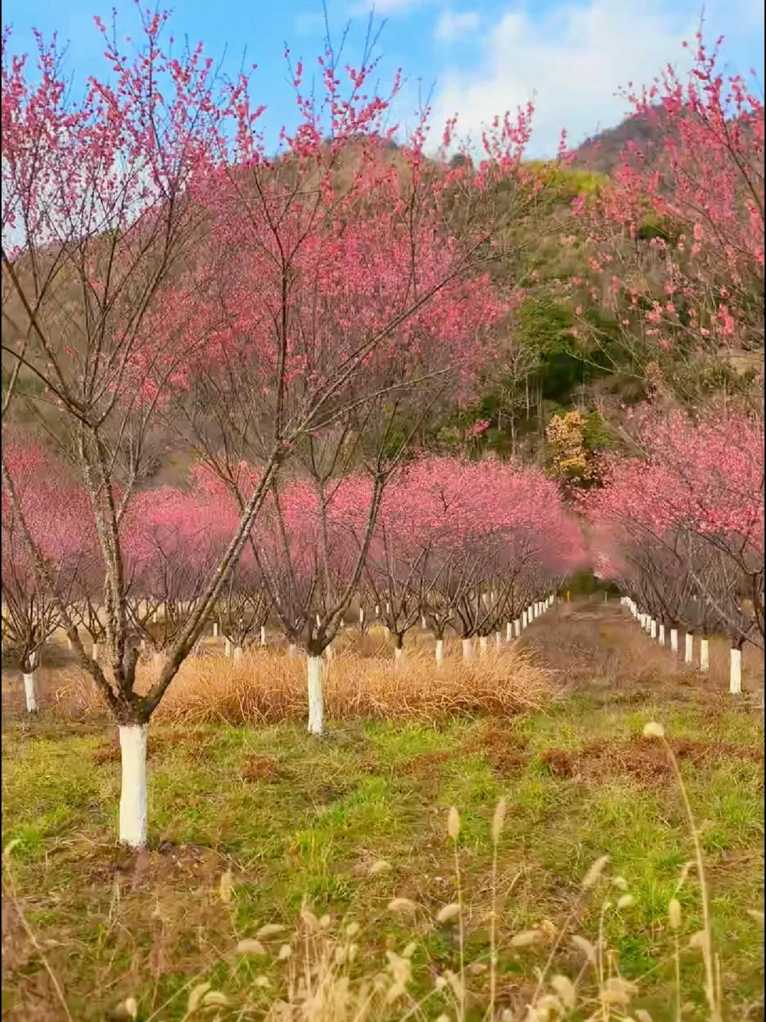 爱死这个比迪士尼更好玩的户外乐园了‼️
