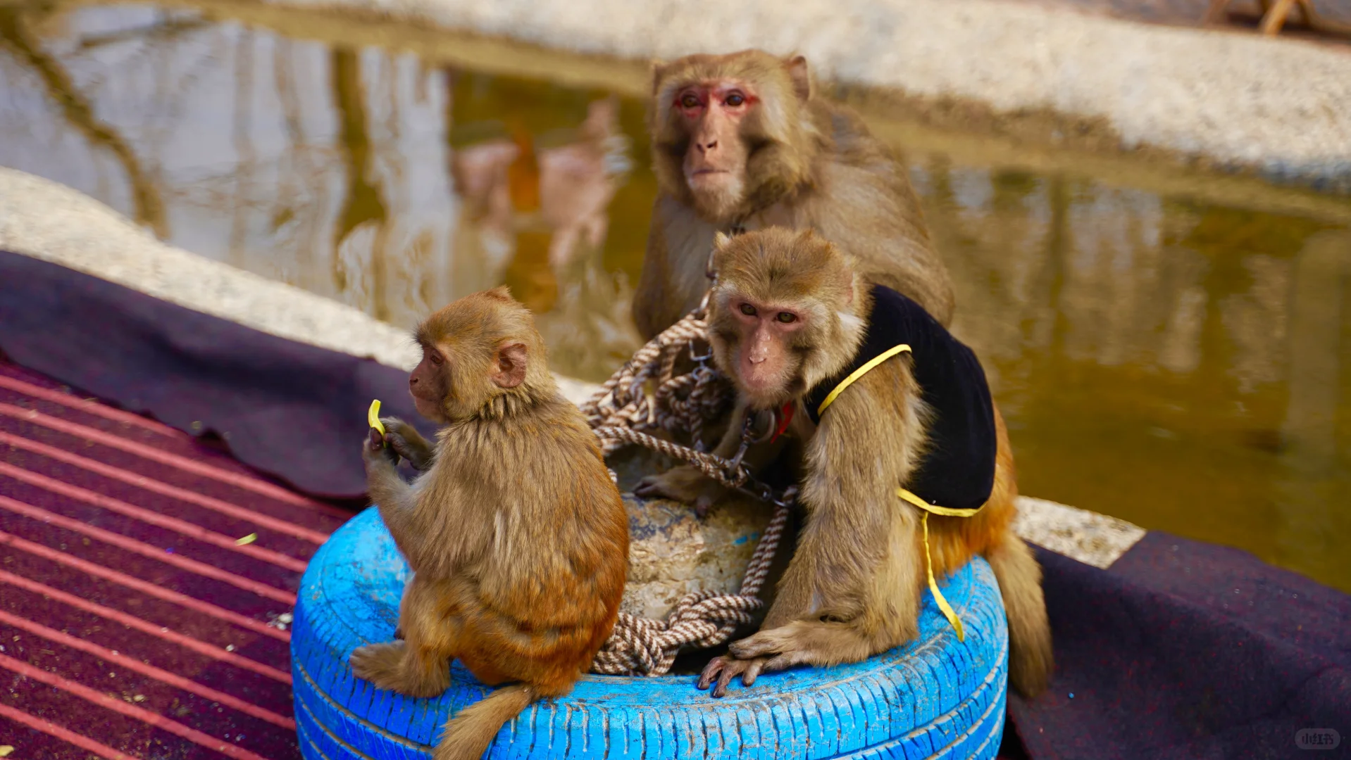 云瀑洞天踏青赏梅，汉服游园，邂逅山水诗意
