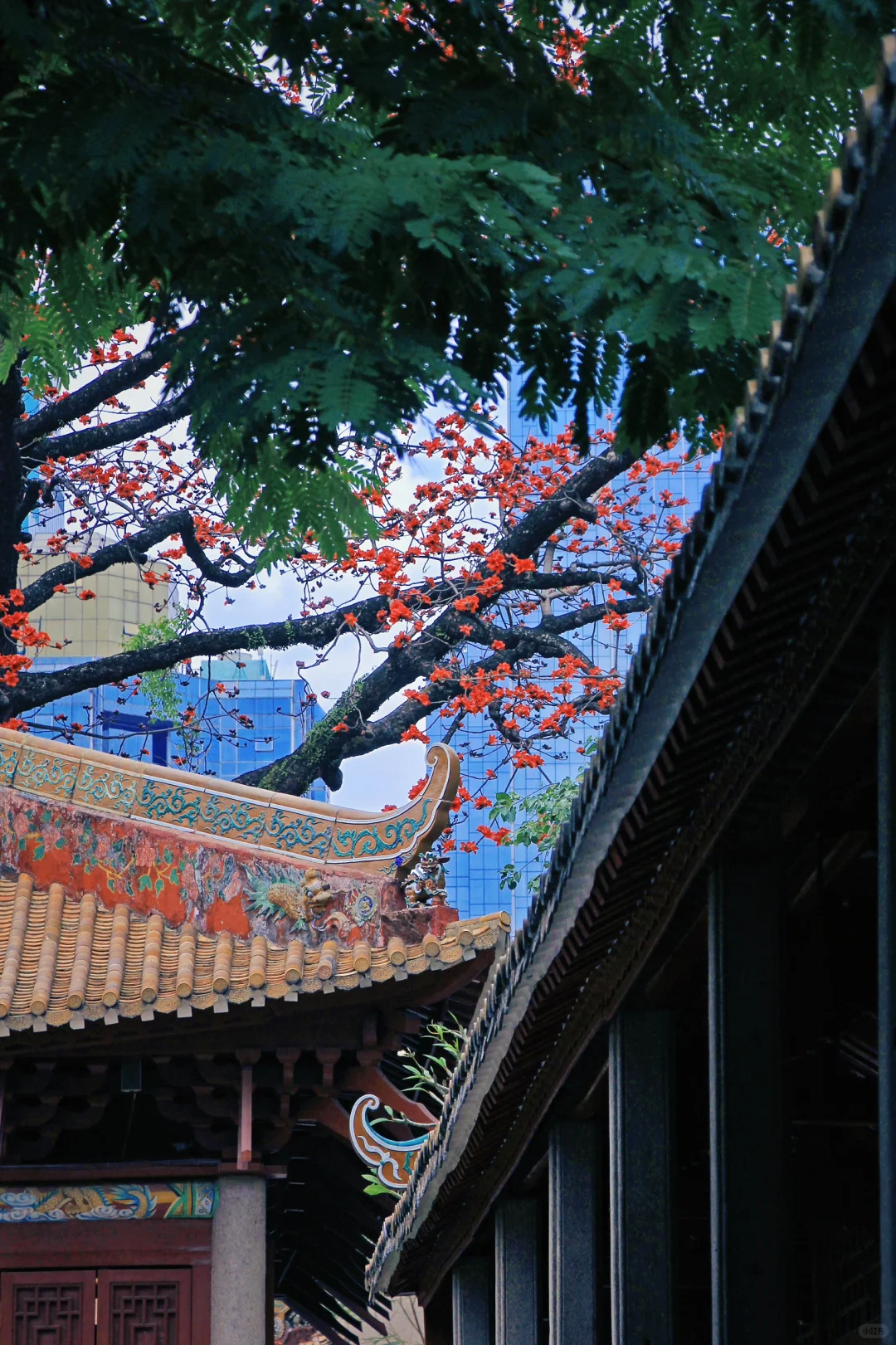 这是一个透过窗户看木棉花开的春天🌺