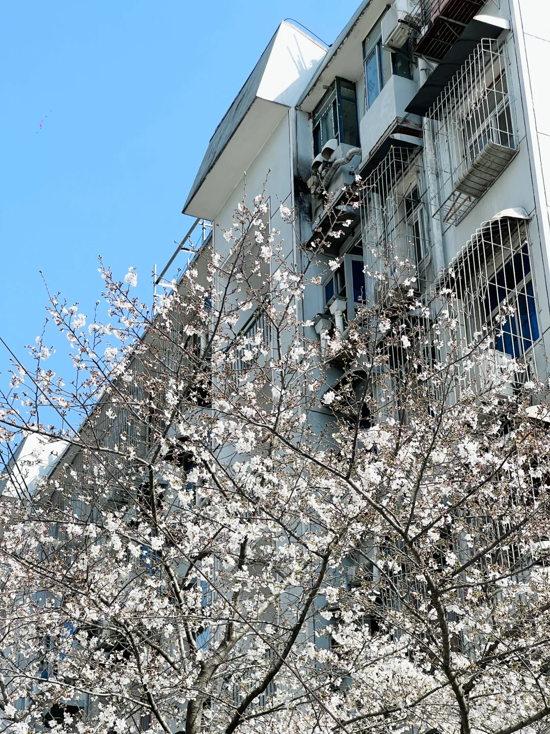武汉樱花实况播报|这里樱花开成雪(3.21实拍