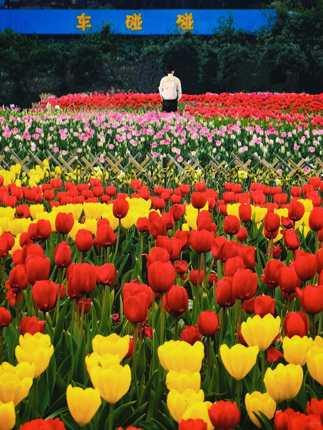 长沙十日晴！接下来是万万次的春和景明～