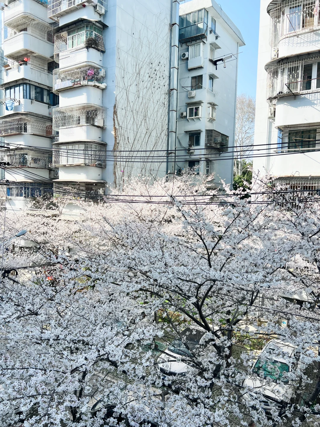 武汉樱花实况播报|这里樱花开成雪(3.21实拍