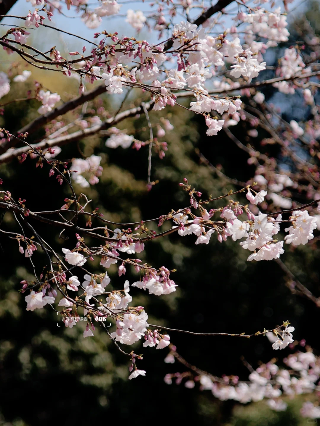 杭州樱花实况播报｜柳浪闻莺开了‼️3.21实拍