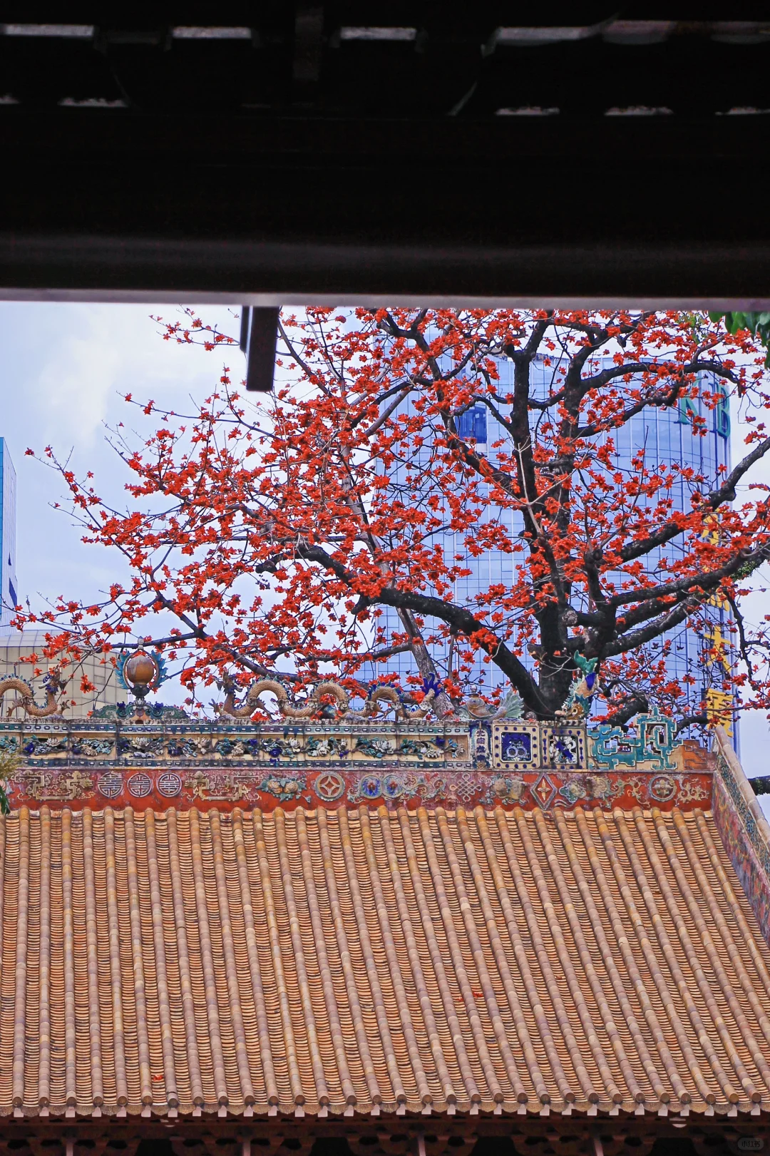 这是一个透过窗户看木棉花开的春天🌺