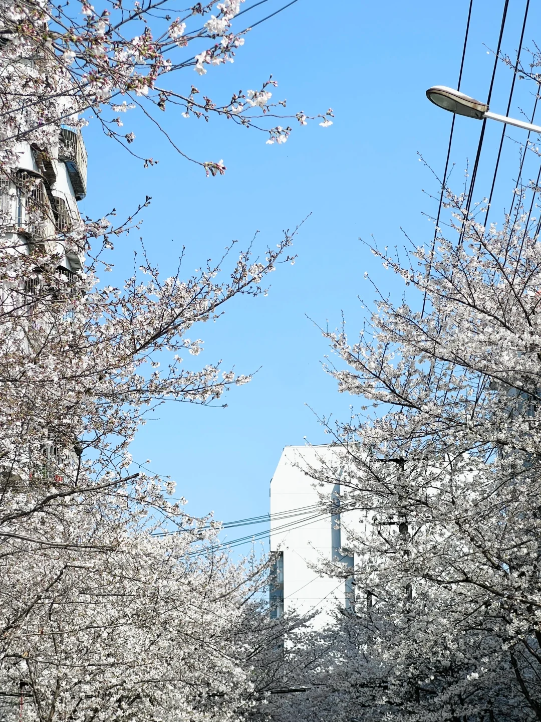 武汉樱花实况播报|这里樱花开成雪(3.21实拍