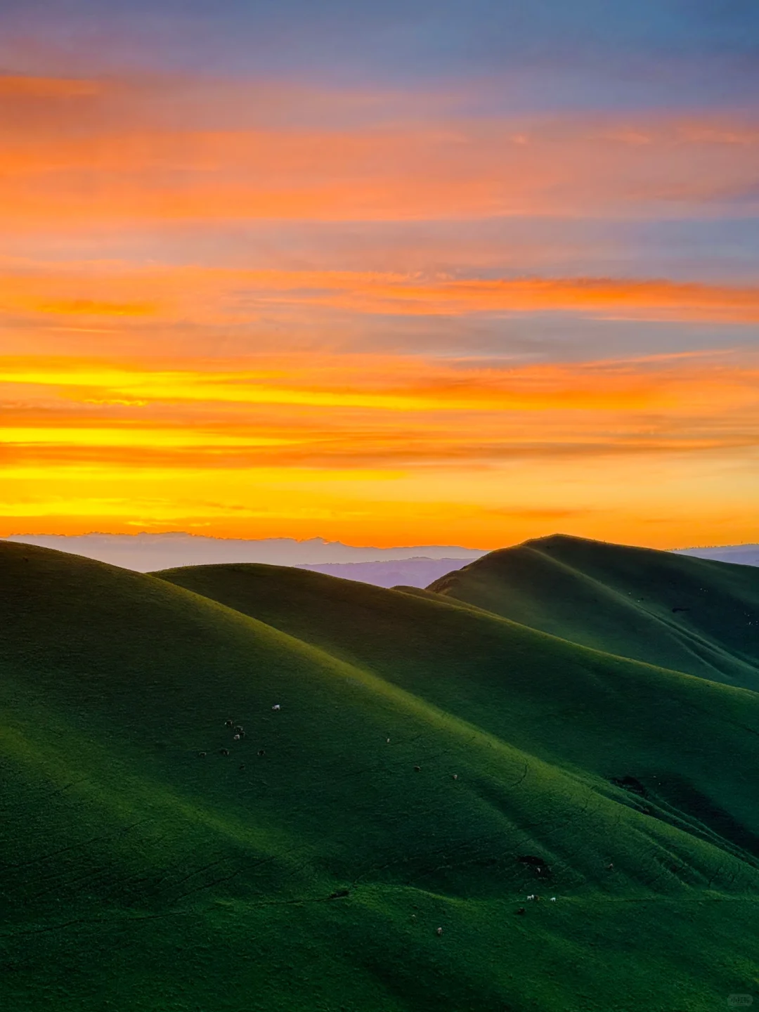 答应我‼️这辈子一定不要放弃去新疆🐮🐑……