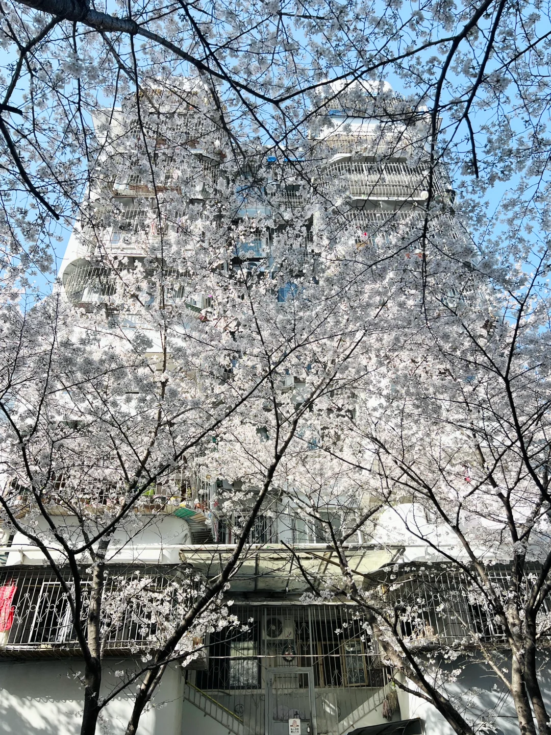 武汉樱花实况播报|这里樱花开成雪(3.21实拍