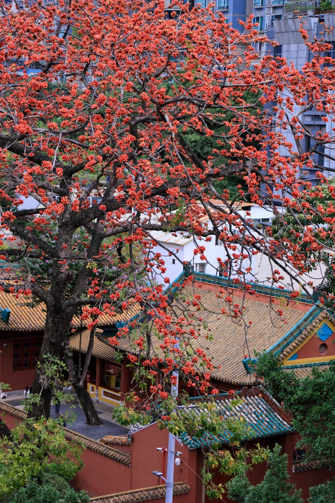 这是一个透过窗户看木棉花开的春天🌺