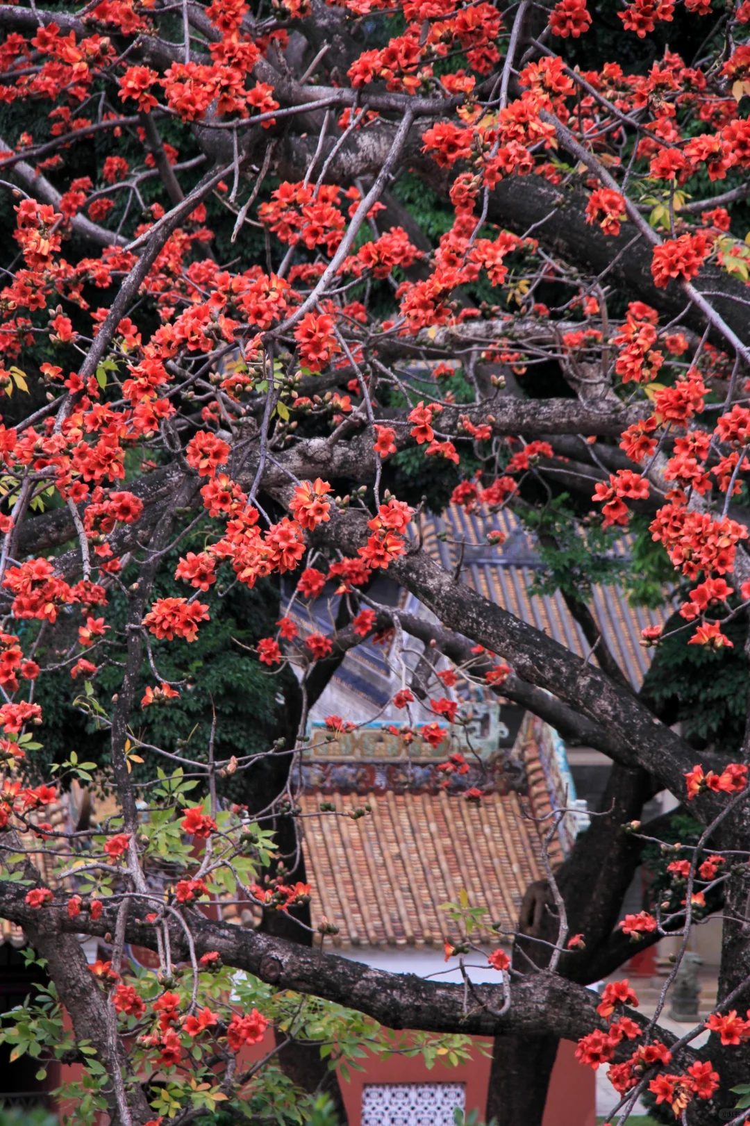 这是一个透过窗户看木棉花开的春天🌺