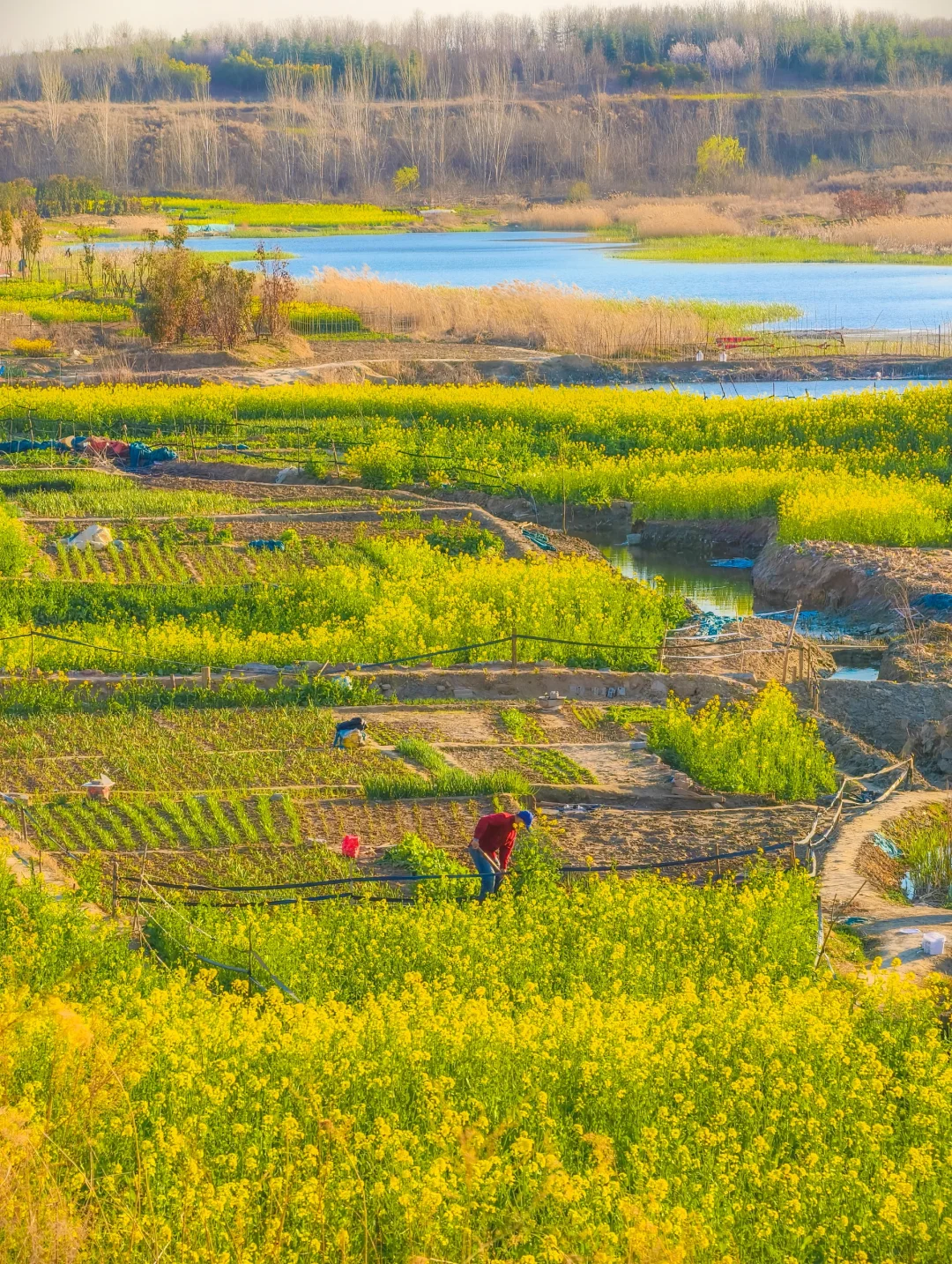 郑州西四环有超大一片的油菜花海！巨美！