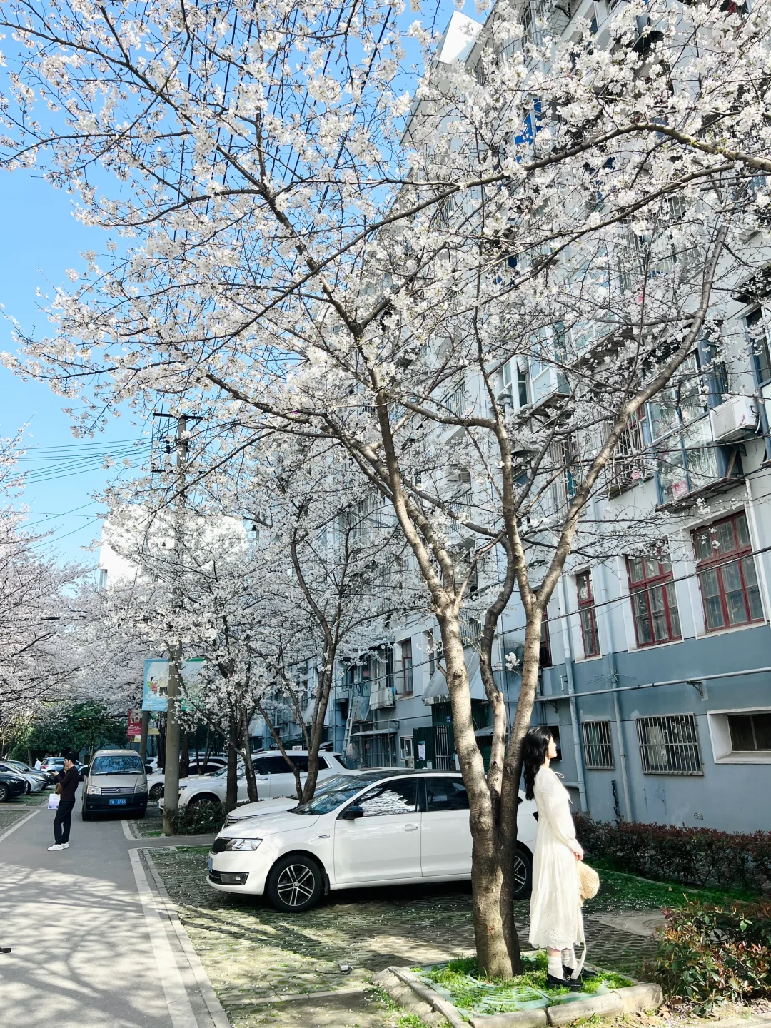 武汉樱花实况播报|这里樱花开成雪(3.21实拍