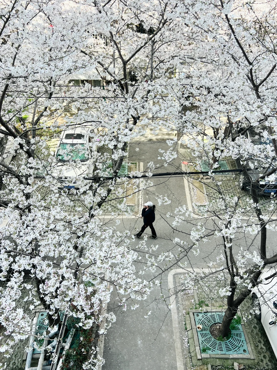武汉樱花实况播报|这里樱花开成雪(3.21实拍