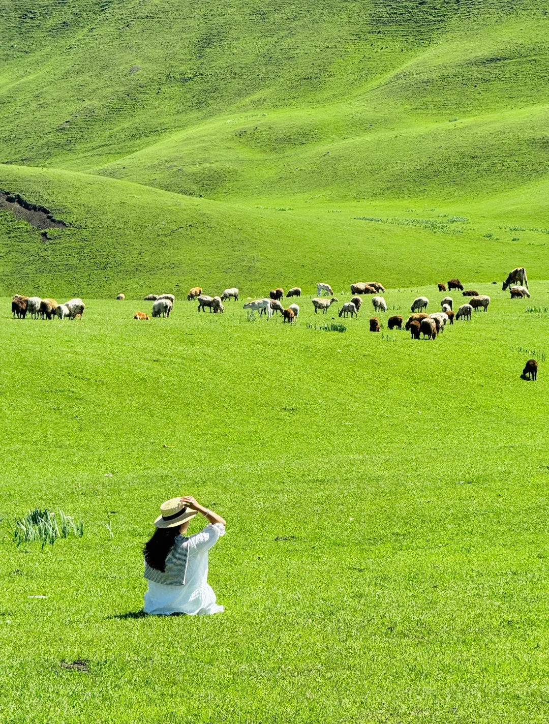 答应我‼️这辈子一定不要放弃去新疆🐮🐑……