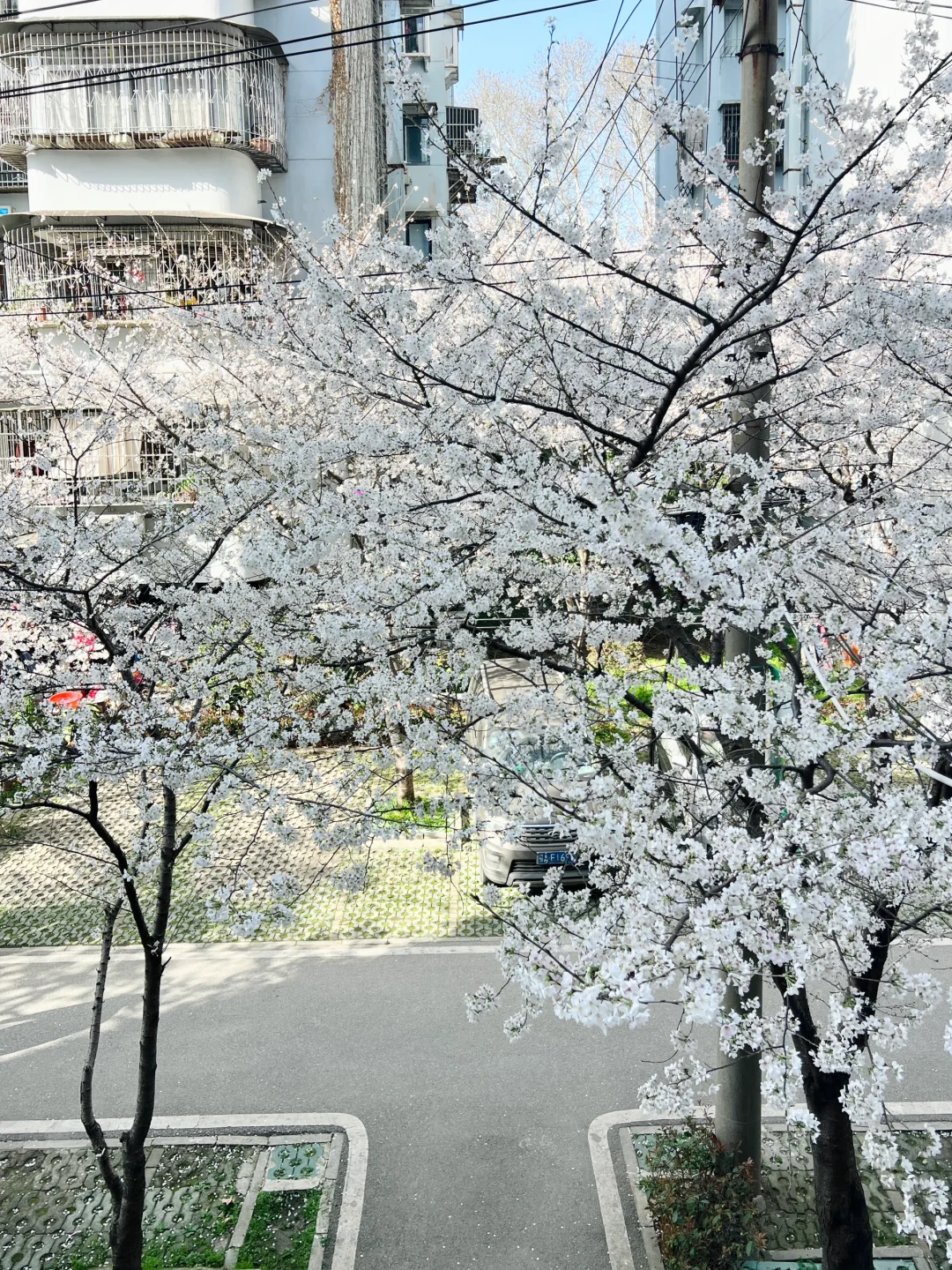 武汉樱花实况播报|这里樱花开成雪(3.21实拍