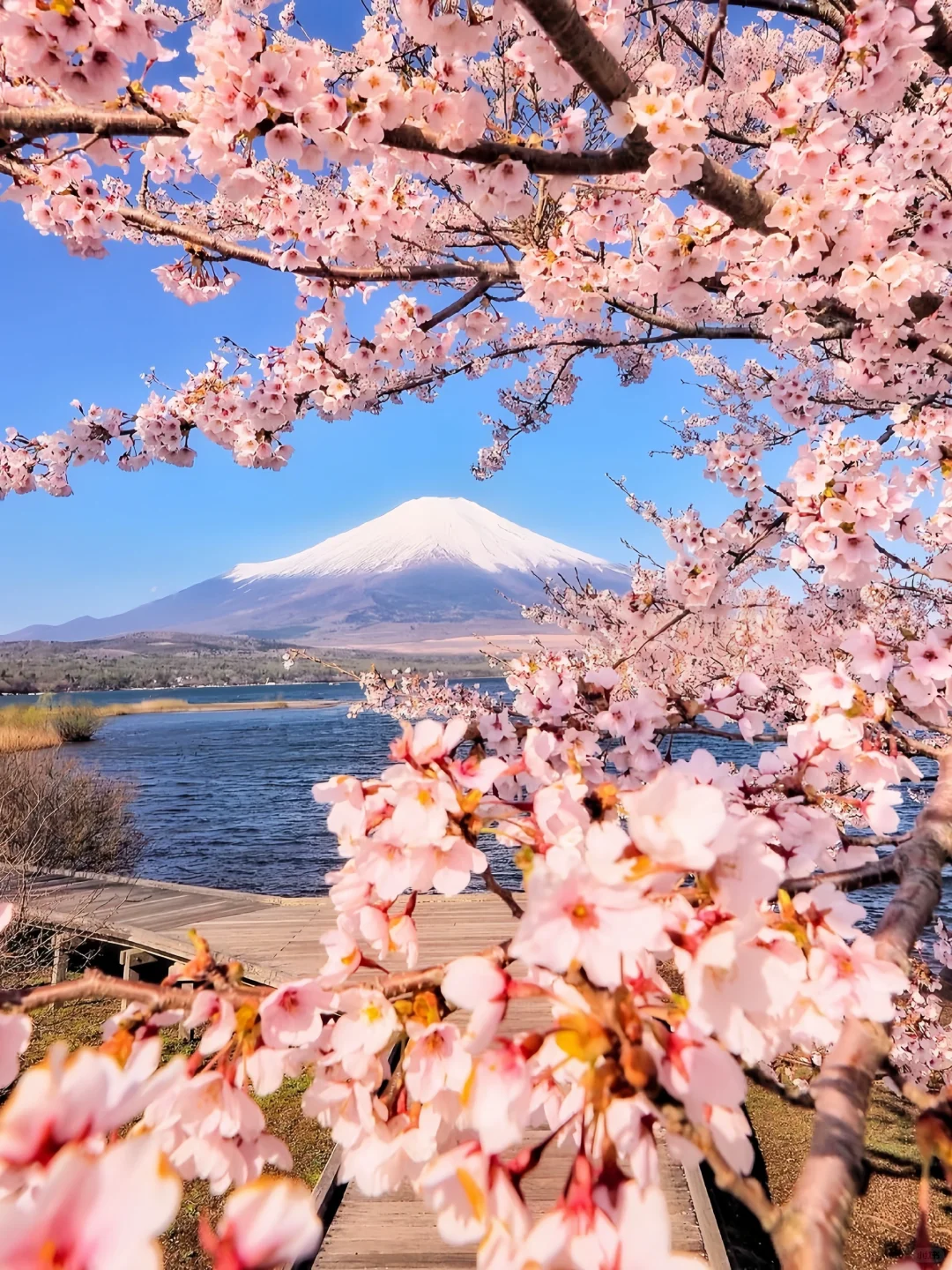 Sakura Escape 🌸 春日限定樱花之旅 🇯🇵