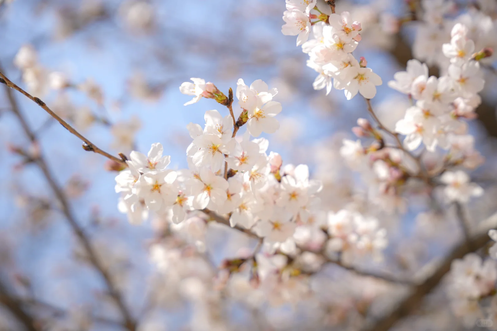 矿大即将迎来最美樱花季🌸