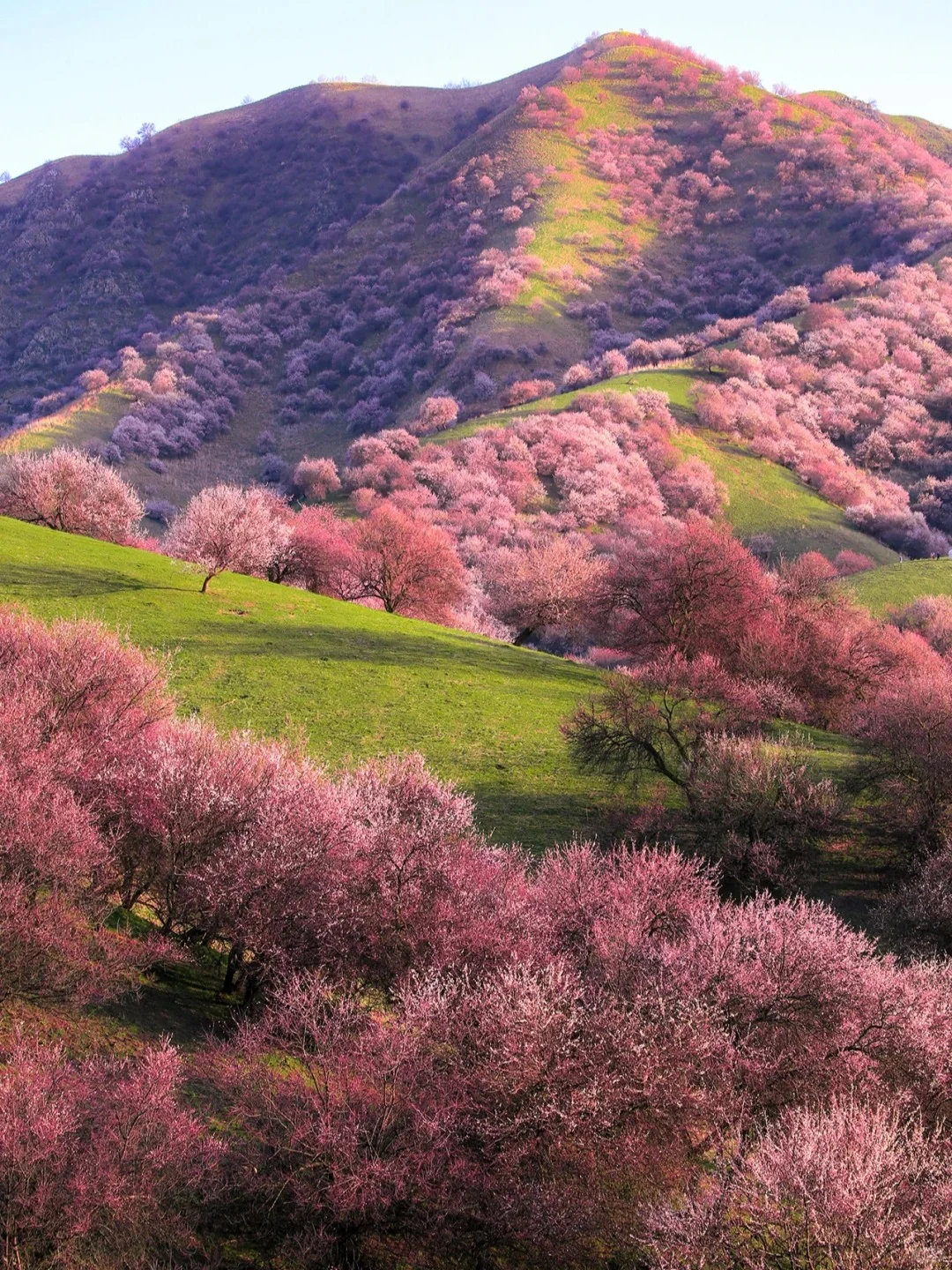 实话难听📍但这就是3-6月新疆伊犁现状