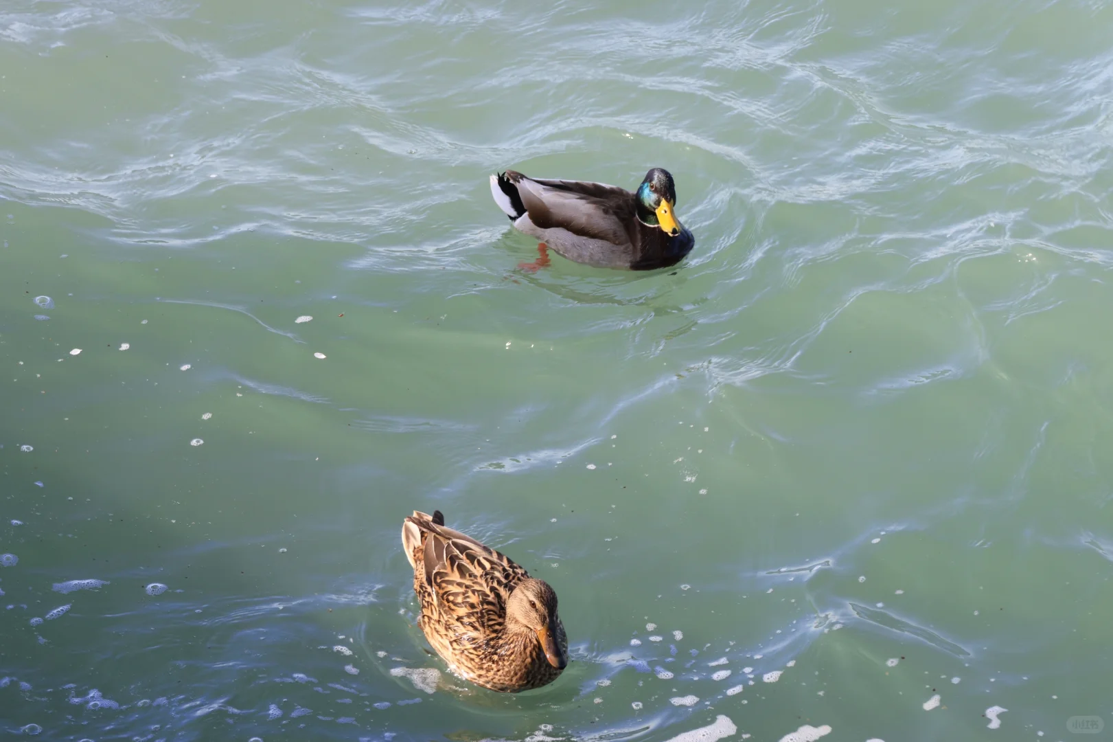 春天当然要来颐和园呀～