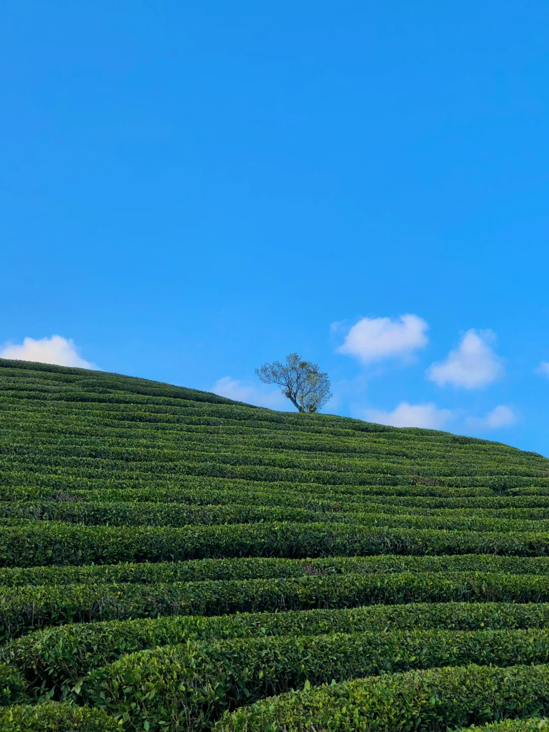 武夷山真的很好玩！！！附3天3夜攻略（松弛版