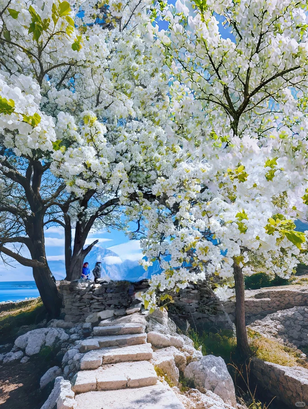 强推3月的川西已封神，一半梨花一半雪景