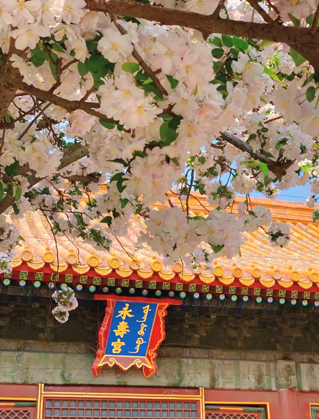 京城春日赏花地图🌸 附保姆级拍照攻略