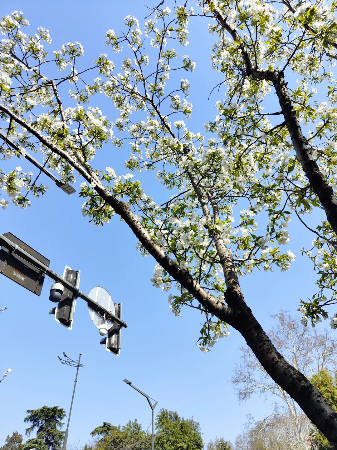 已撤退，百万大军攻打鸡鸣寺