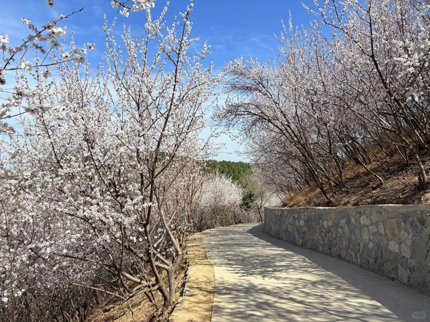 0321 实拍百望山最新赏花路线|避雷 351步道