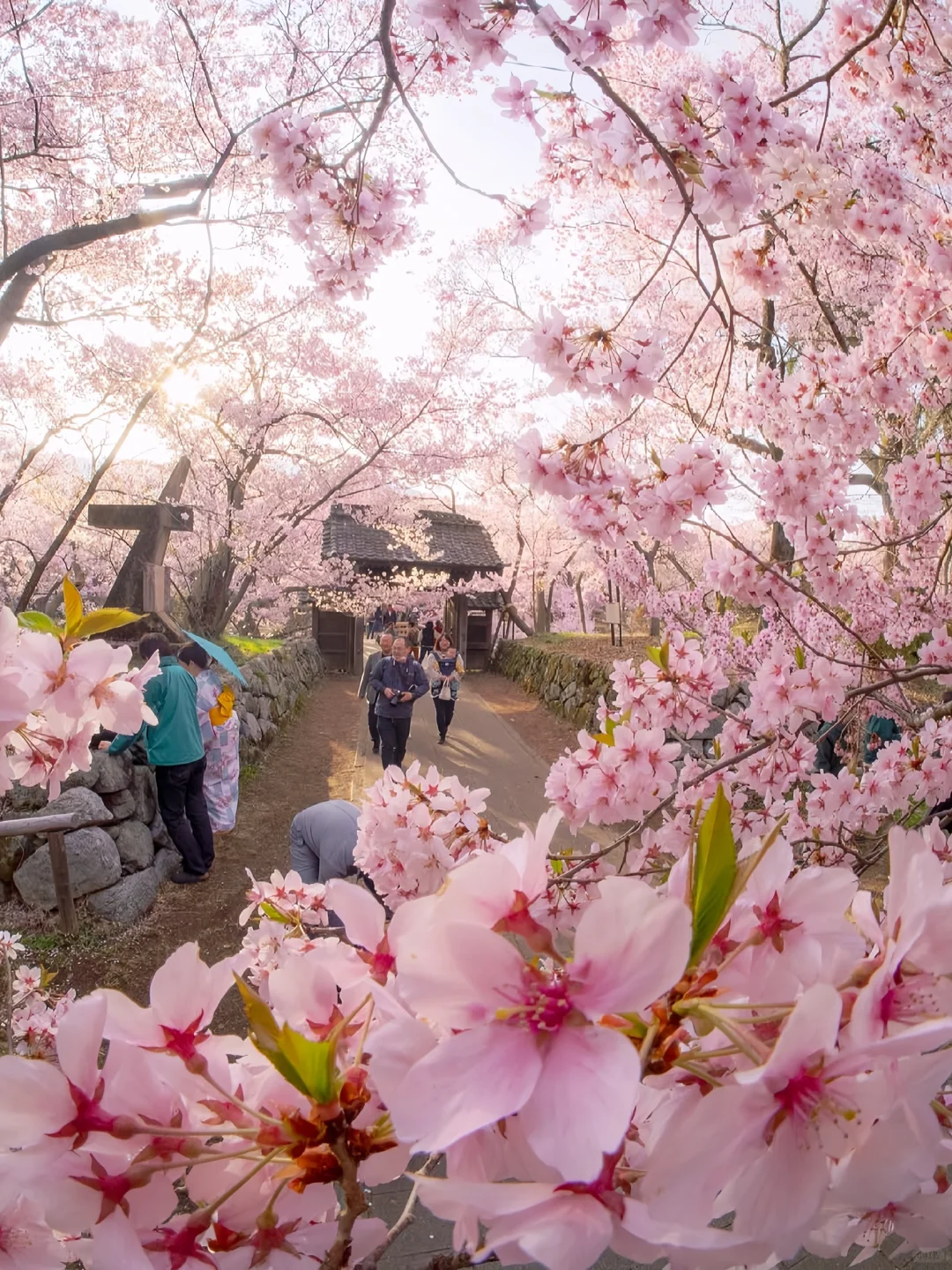 Sakura Escape 🌸 春日限定樱花之旅 🇯🇵