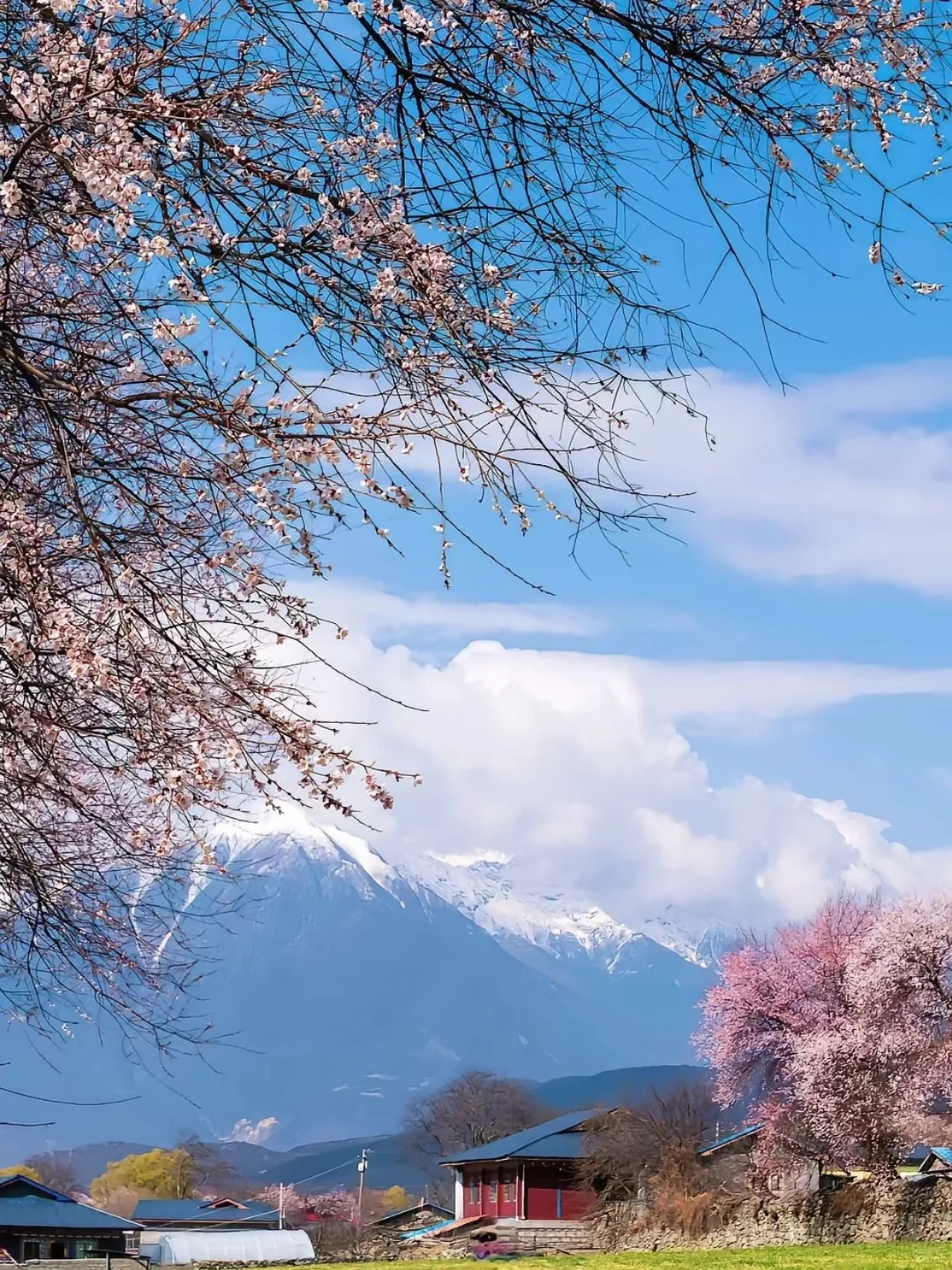 🏔3月林芝|桃花雪山下的春日仙境🌸
