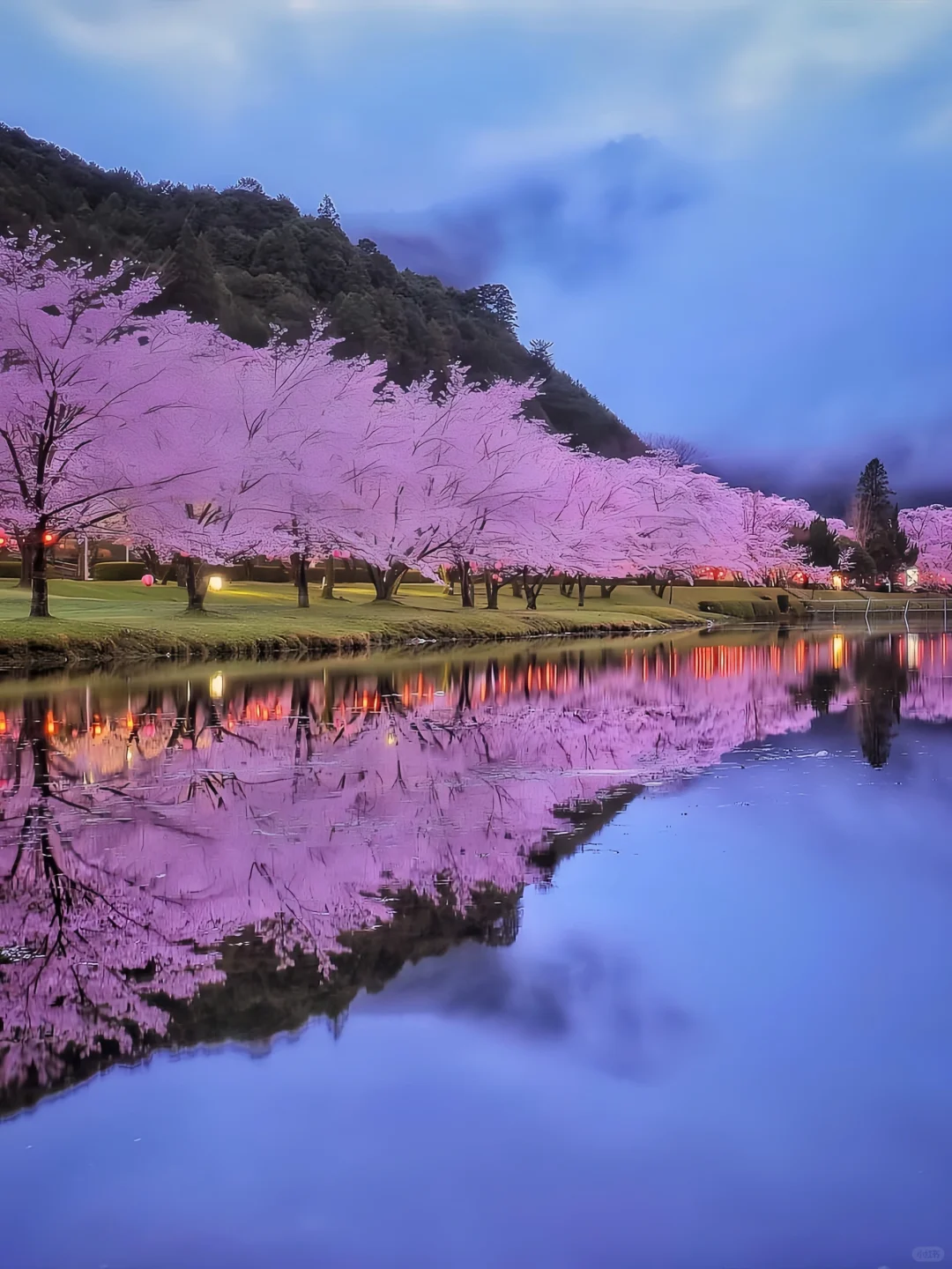 Sakura Escape 🌸 春日限定樱花之旅 🇯🇵