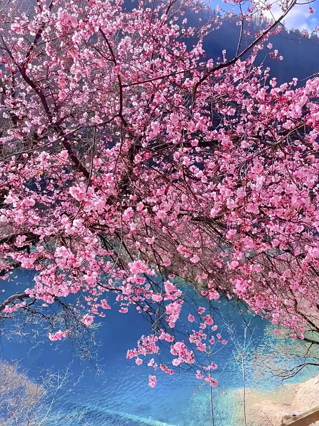 九寨沟📍三月赏花🌸攻略，错过等一年✨