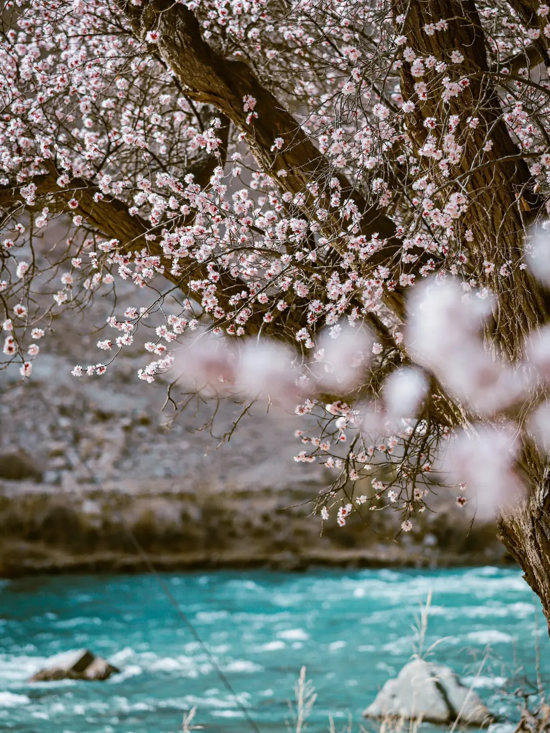 live图 | 3月份的南疆是一万次的春和景明🍃