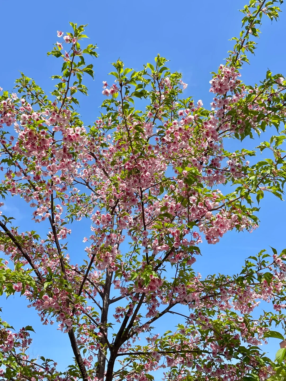 浅草寺、秋叶原、皇居、银座～