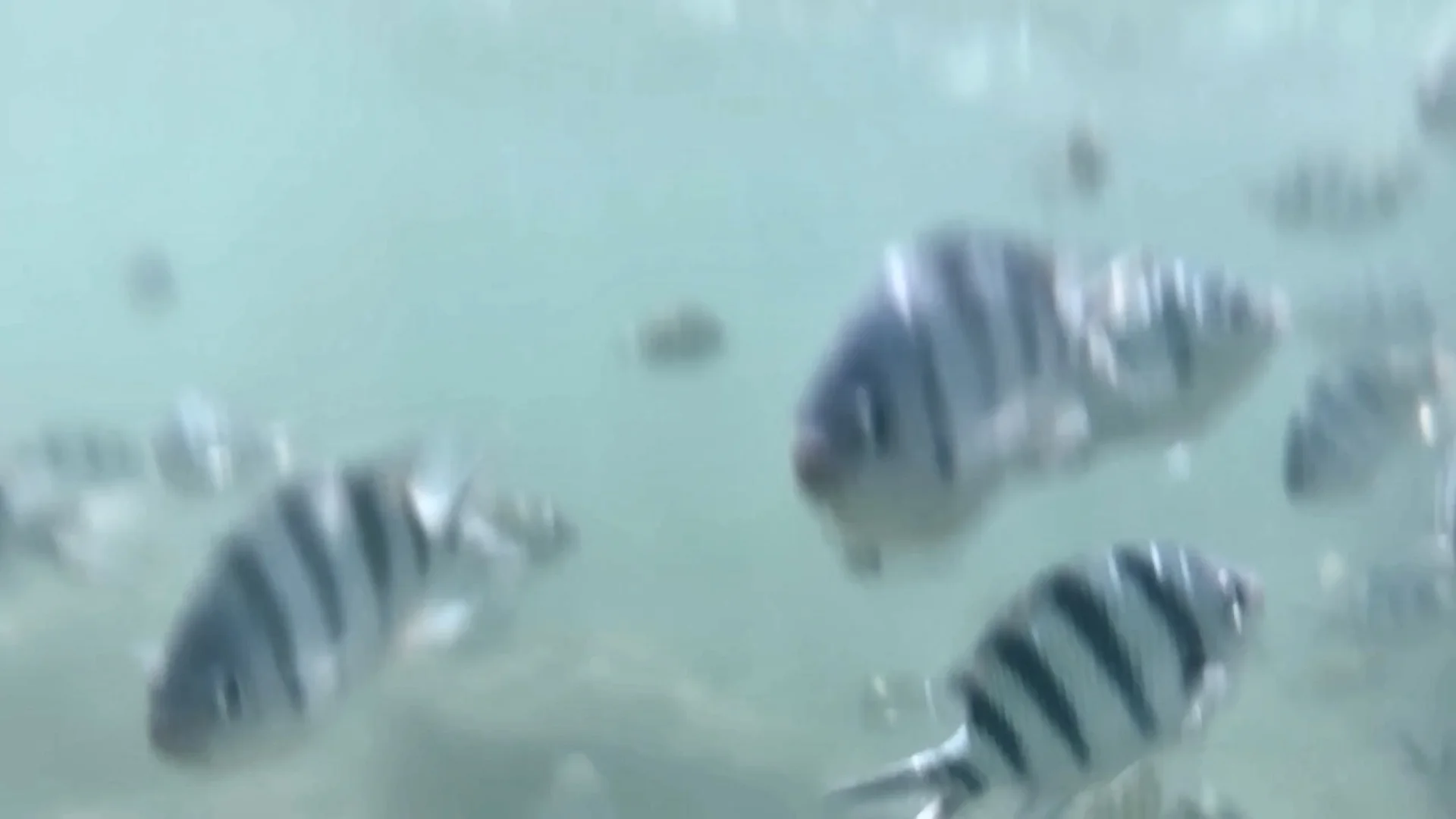 泰国旅游🇹🇭沙美岛浮潜🤿