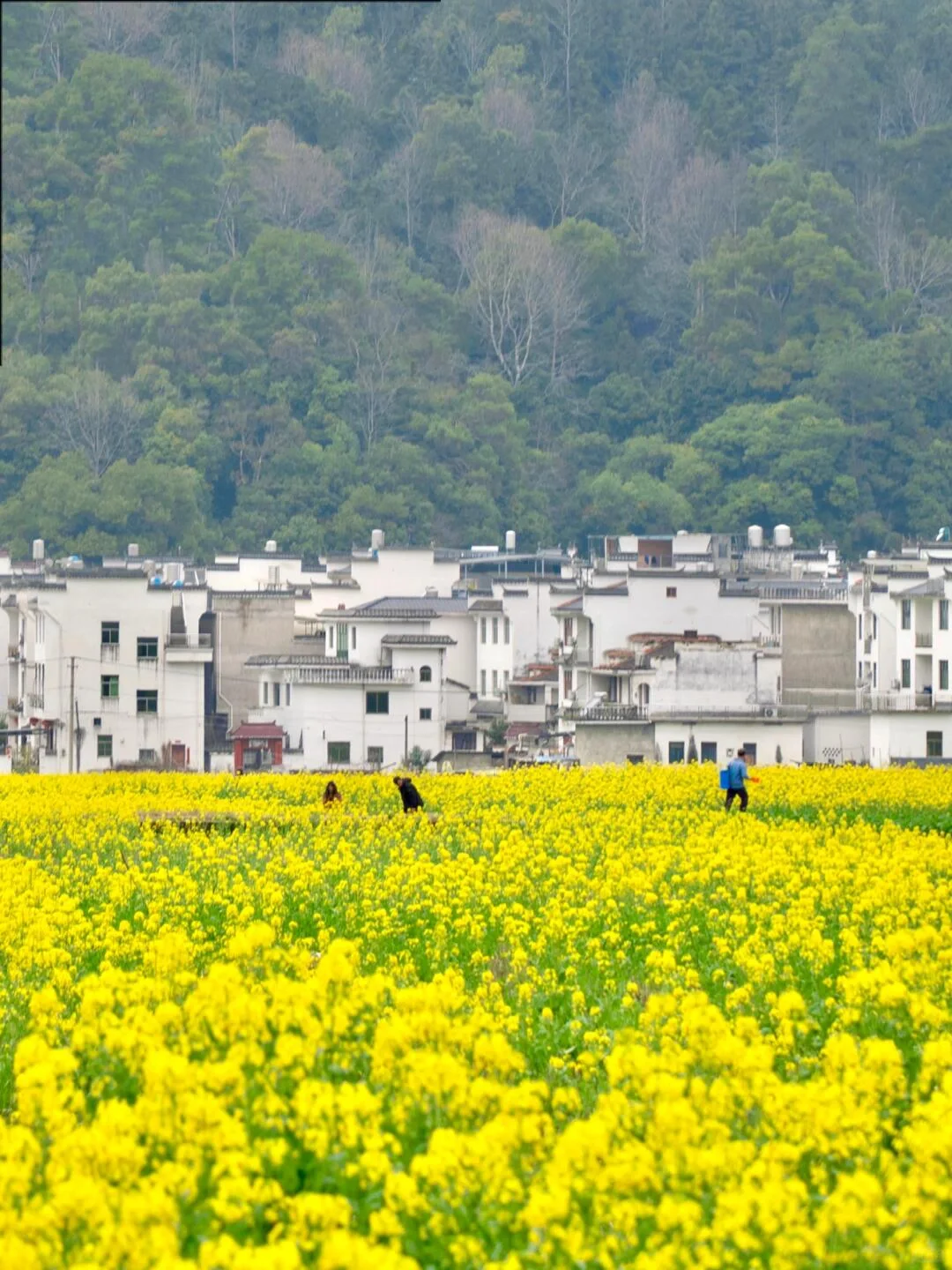 我真的很少用“震撼”来形容一个地方‼黄山