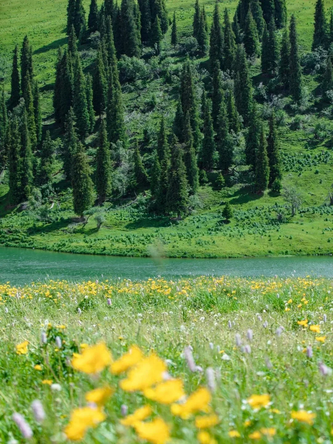 实话难听📍但这就是3-6月新疆伊犁现状