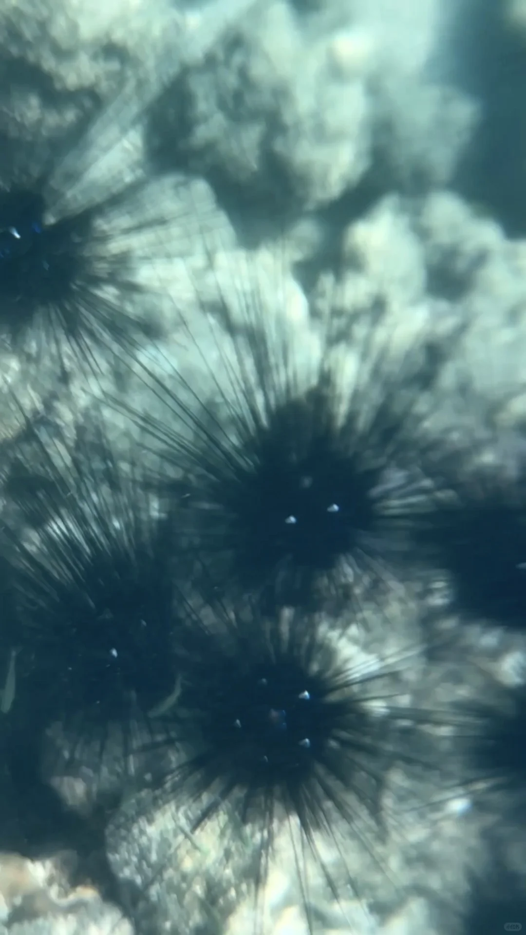 泰国旅游🇹🇭沙美岛浮潜🤿