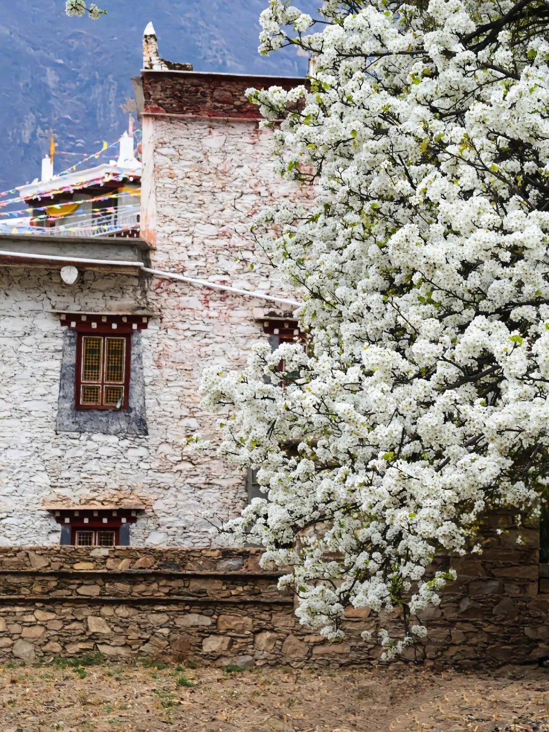 强推3月的川西已封神，一半梨花一半雪景