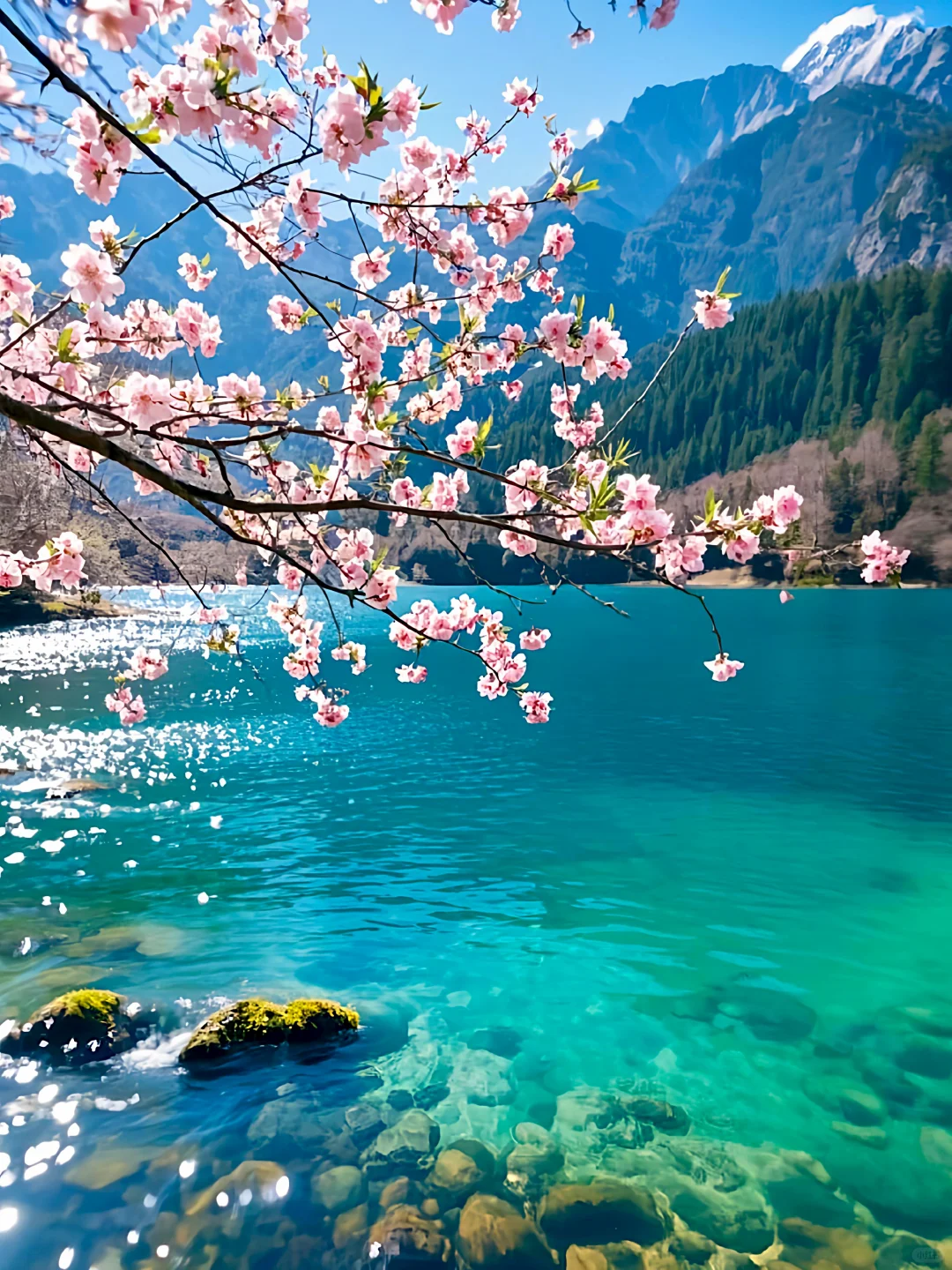 九寨沟📍三月赏花🌸攻略，错过等一年✨