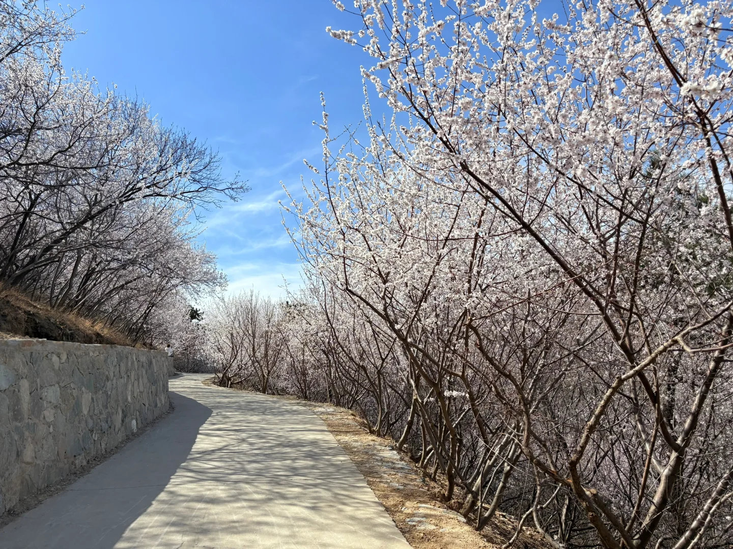 0321 实拍百望山最新赏花路线|避雷 351步道