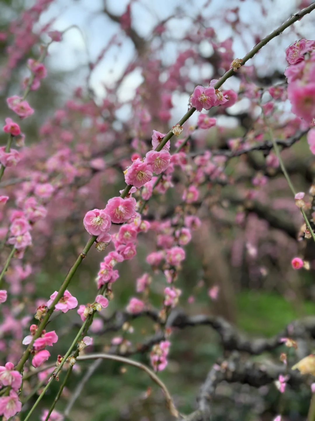 三月·杭州西湖