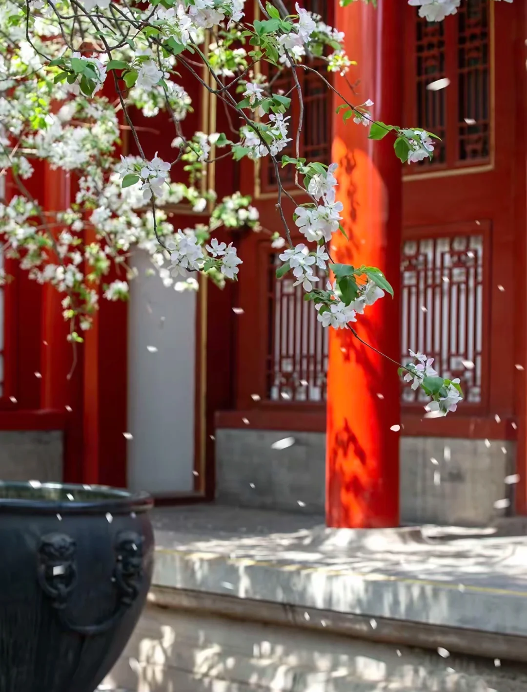 京城春日赏花地图🌸 附保姆级拍照攻略