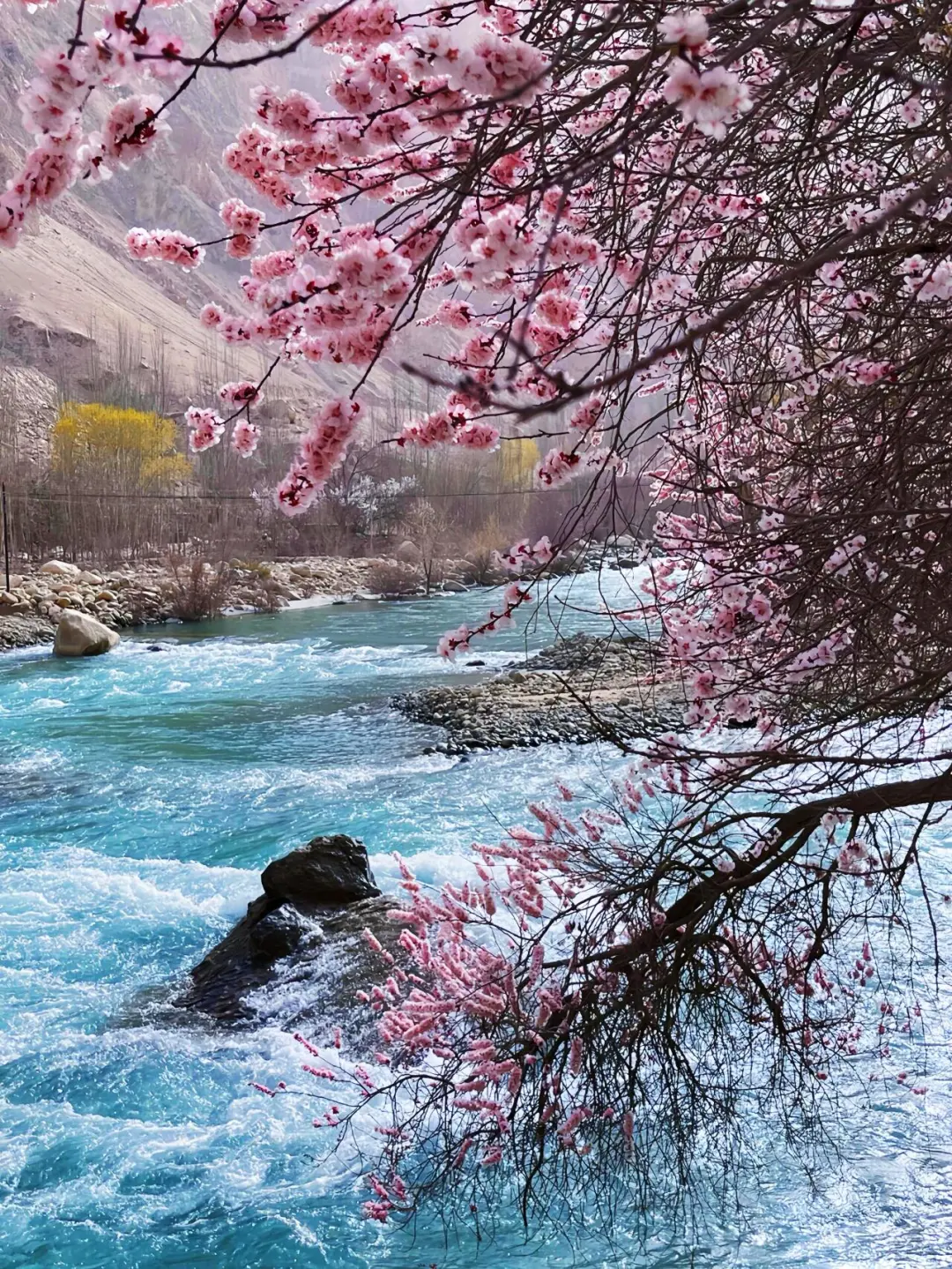 live图 | 3月份的南疆是一万次的春和景明🍃