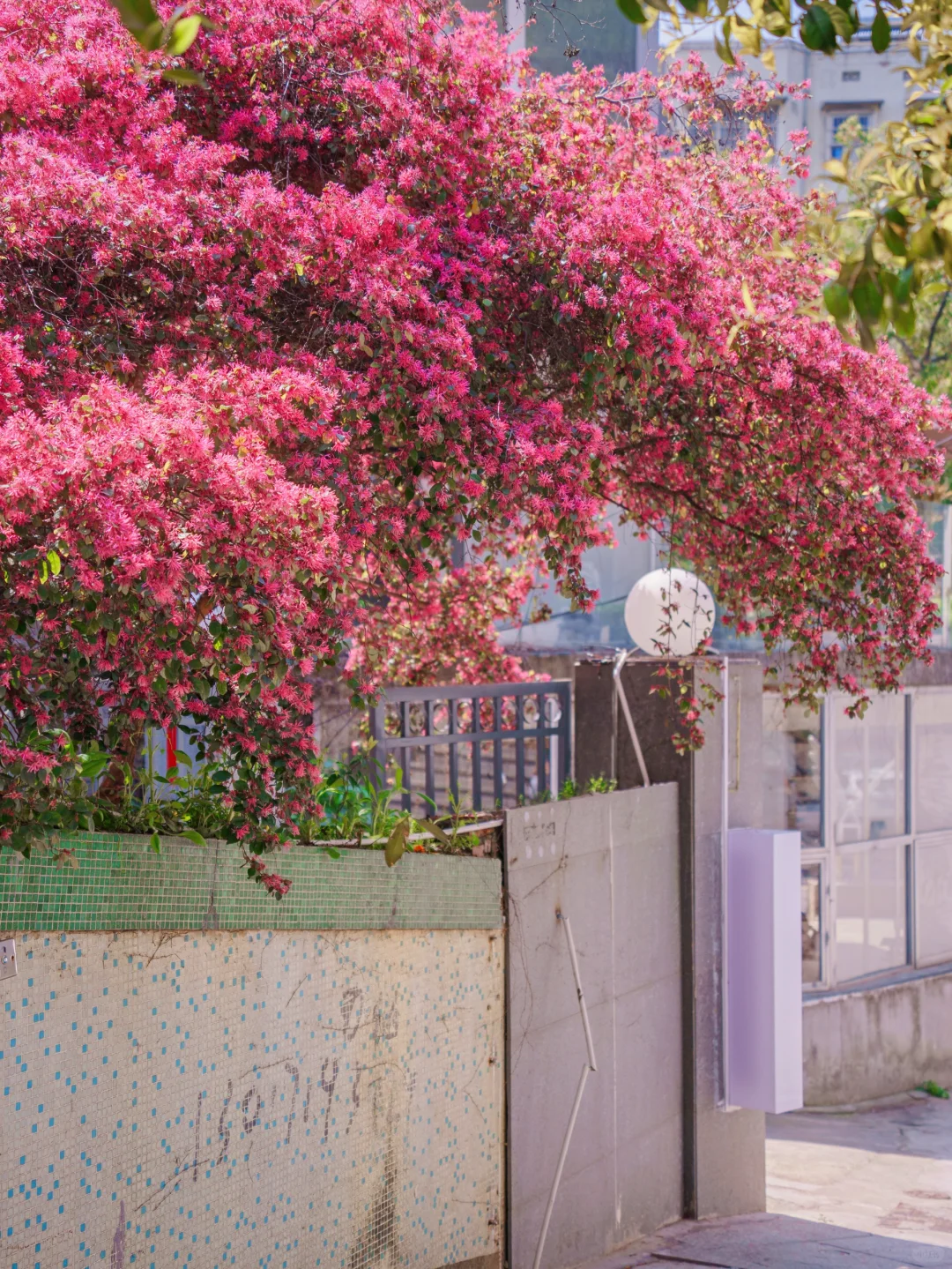 长沙小巷里藏着的春和景明