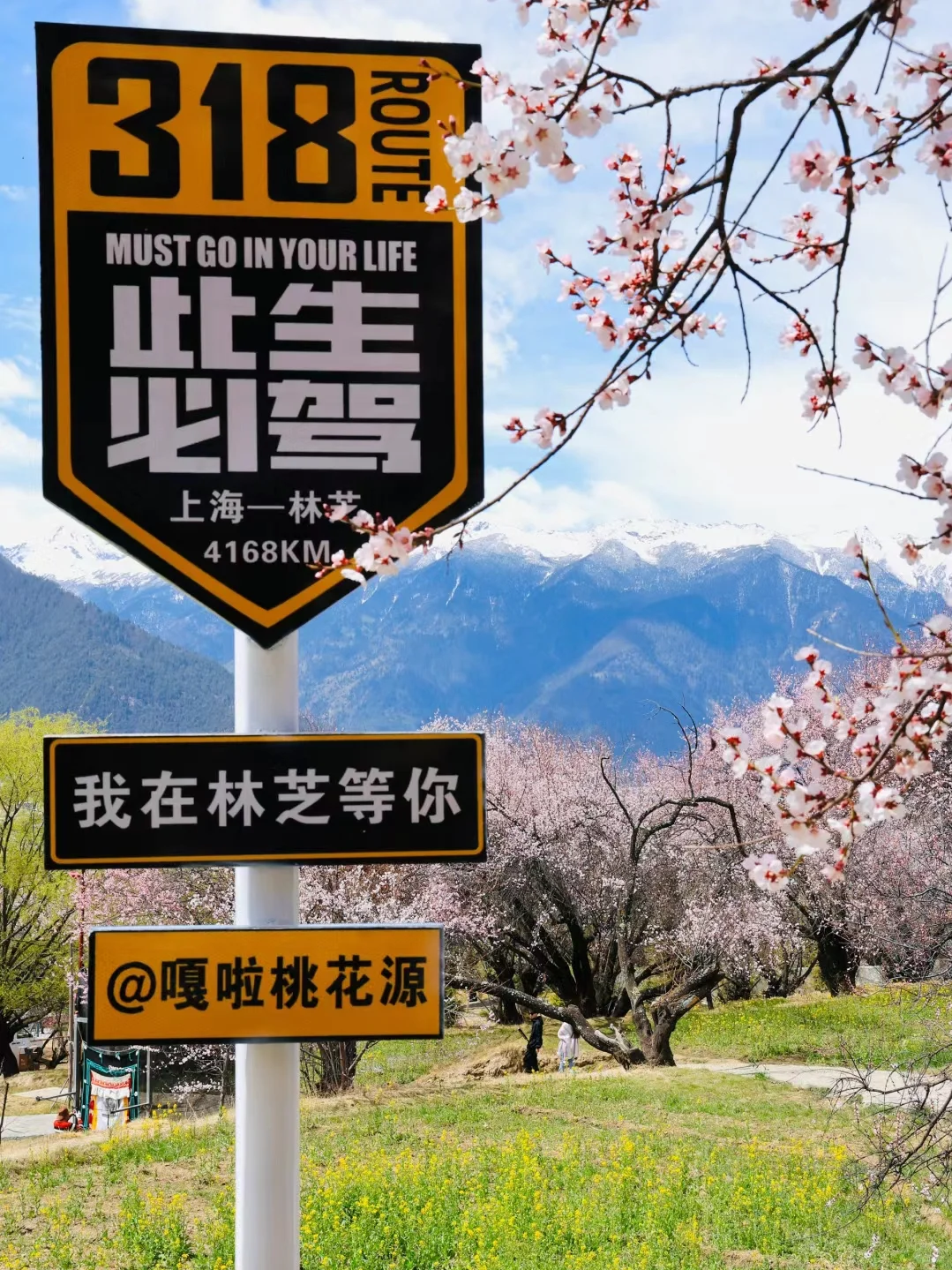 🏔3月林芝|桃花雪山下的春日仙境🌸