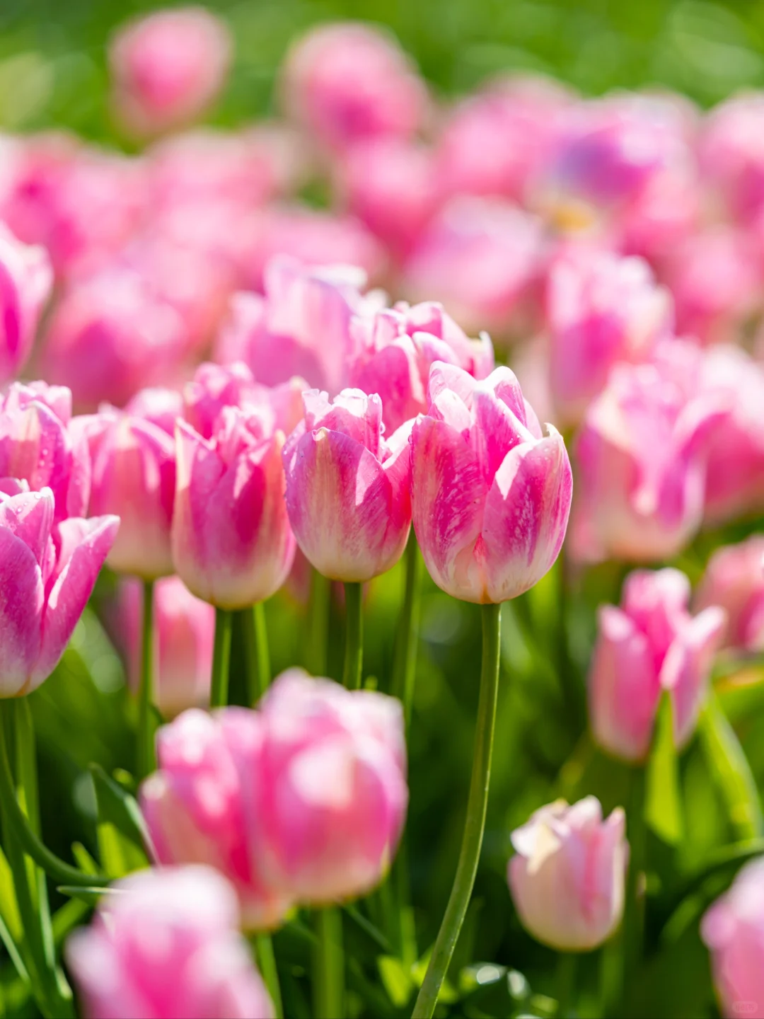 我在淄博上春山🌸邂逅云端莫奈花园