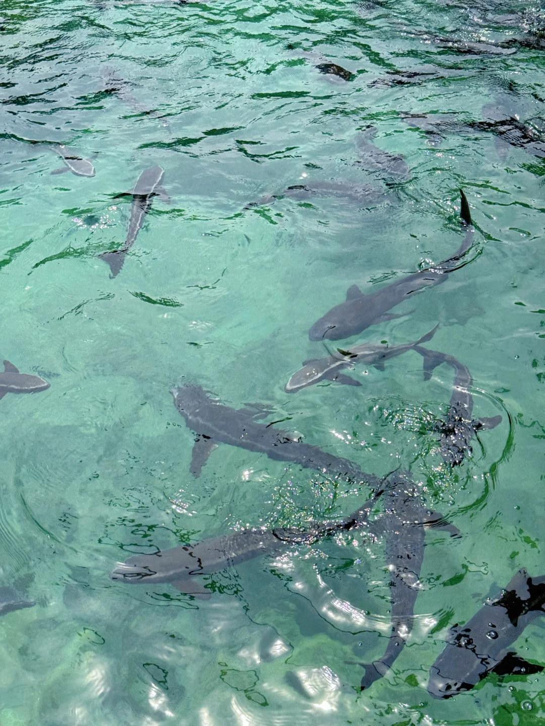 带娃陵水已回😭全是干货，我的建议是。。。