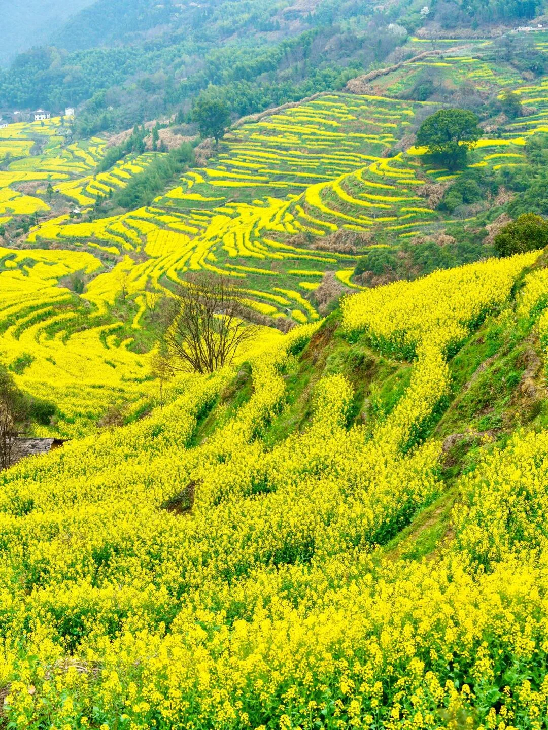 我真的很少用“震撼”来形容一个地方‼黄山
