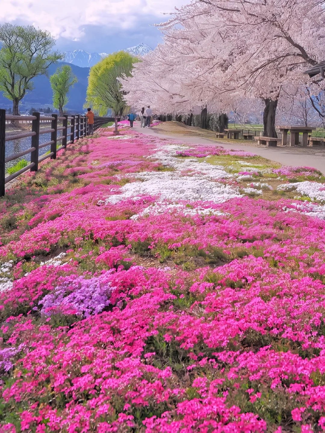 Sakura Escape 🌸 春日限定樱花之旅 🇯🇵