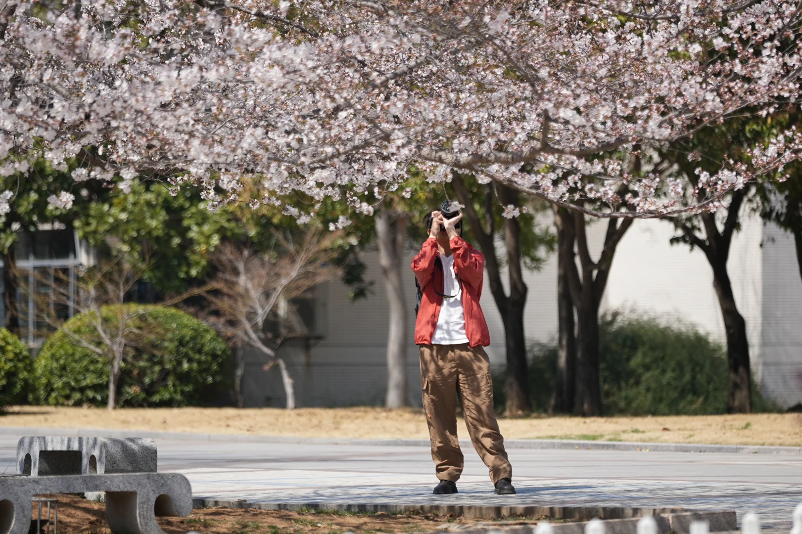 矿大即将迎来最美樱花季🌸
